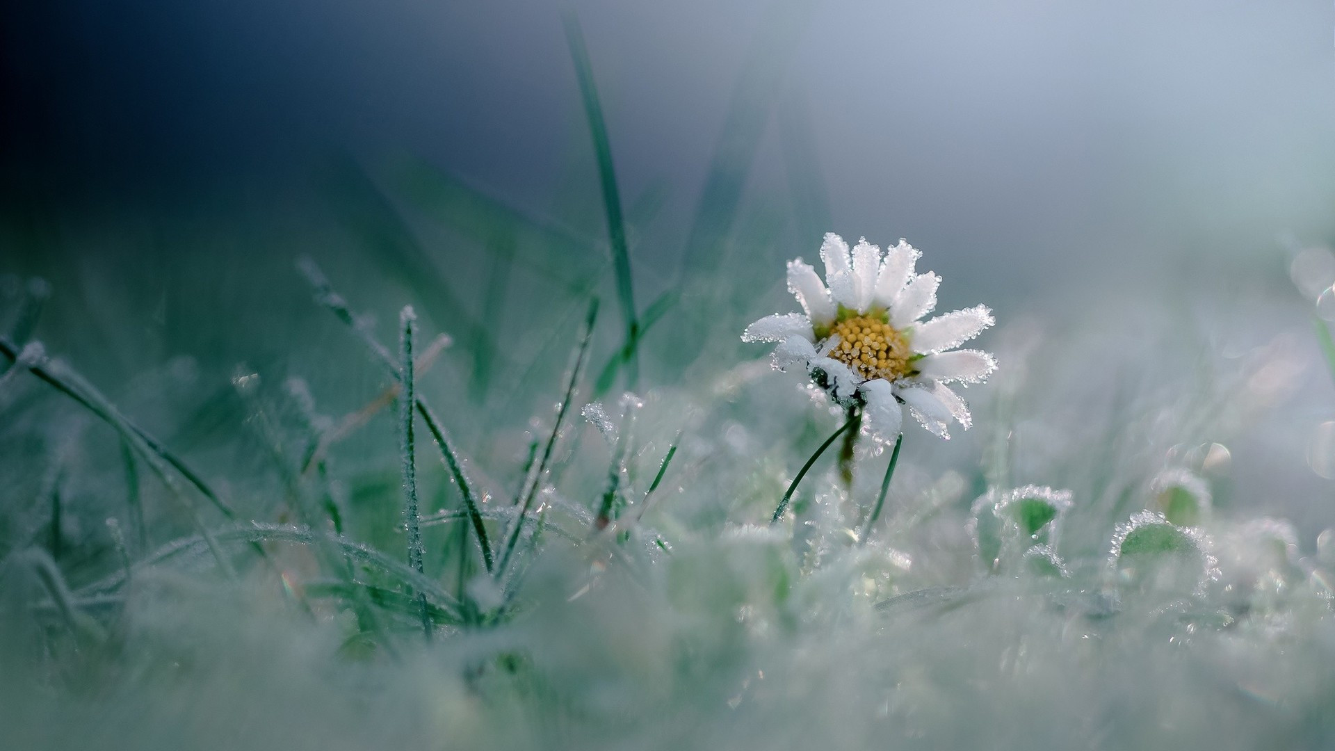 护眼冰冻植物高清桌面壁纸
