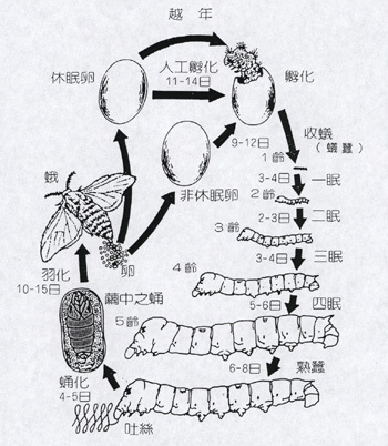 他头里面还很多黑的 不会是堆积物太多了吧?
