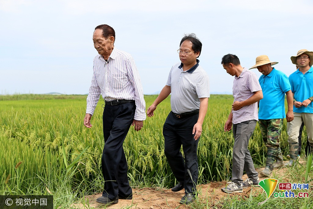 山东即墨88岁袁隆平进田察看海水稻长势