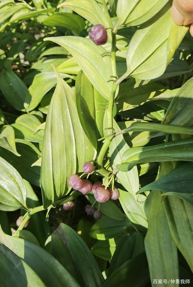 峨眉山野生药材系列——玉竹