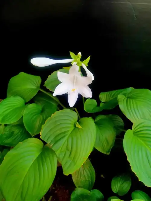 手机随手拍 白玉簪花美