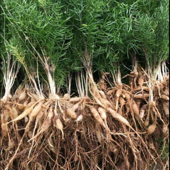 秋颖天冬苗天门冬大天冬苗现挖天冬四季常青现挖新鲜发货天冬苗100株