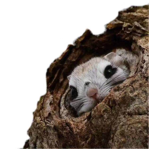 活物松鼠蜜袋鼯幼龙猫迷你萌宠微型宠物幼崽飞鼠