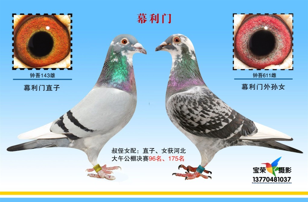 幕利门-黄金配对