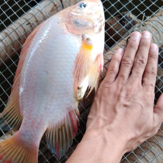 广东珍珠罗非鱼