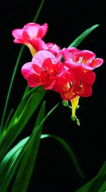 海棠花盛开,多么美妙的意境!非常漂亮的月季花.清新脱俗的荷花.