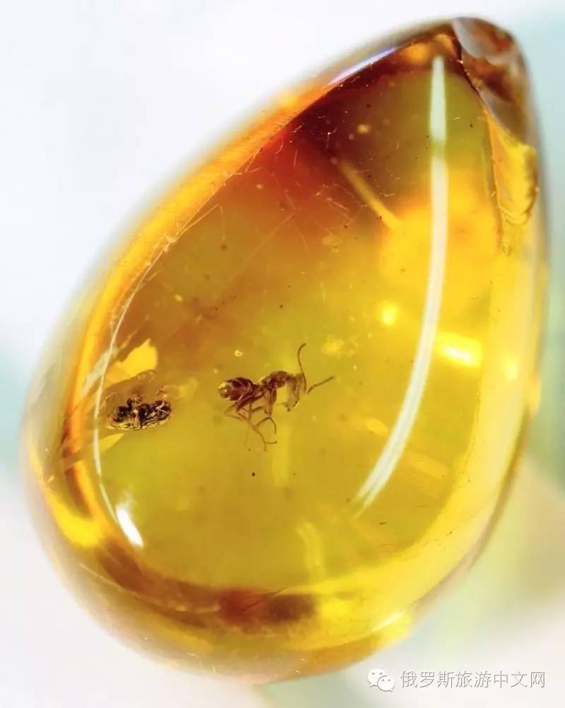 虫珀琥珀中含有琥珀酸,长期佩戴,对人体健康有积极的作用,而且琥珀最