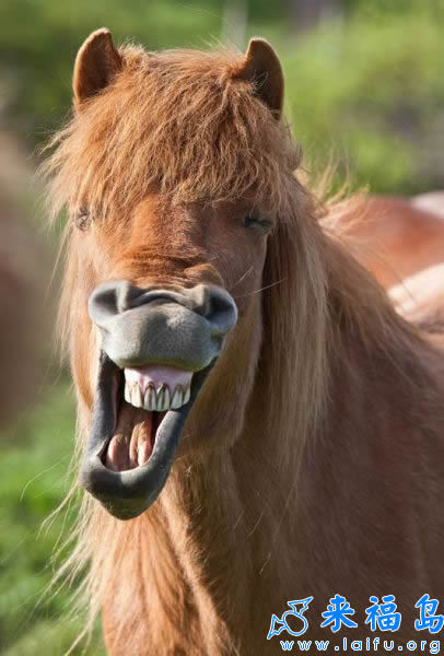 是什么让你笑的如此开心呢? - 搞笑图片盒子