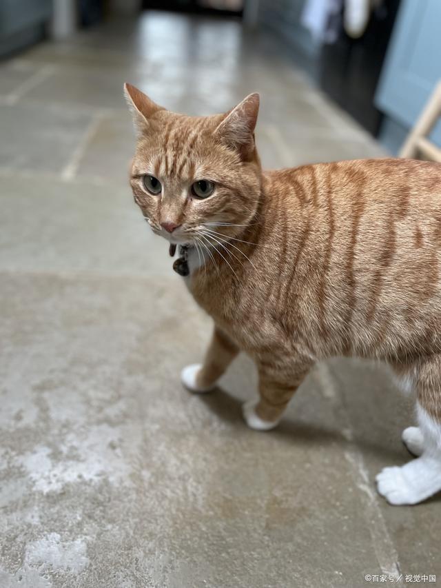 辰辰:中华田园猫