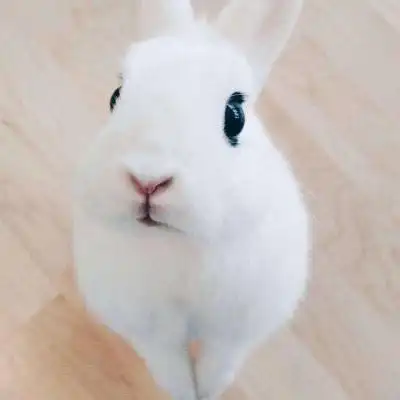 真实呆萌萌萌兔子头像