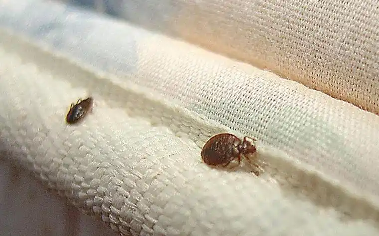 专业灭虫公司科普室内常见的十种虫子