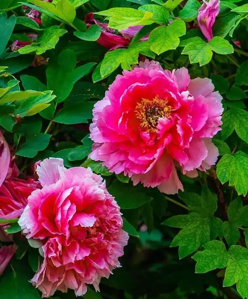 美丽鲜艳的牡丹花.