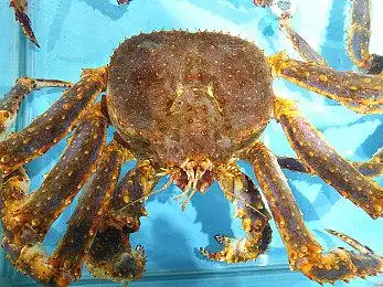 帝王蟹图片_帝王蟹高清图片_全景视觉