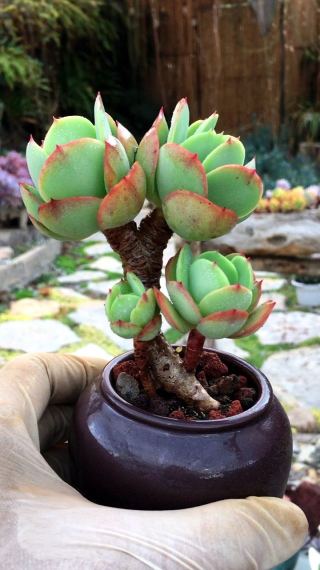 碧桃自然老桩 9890