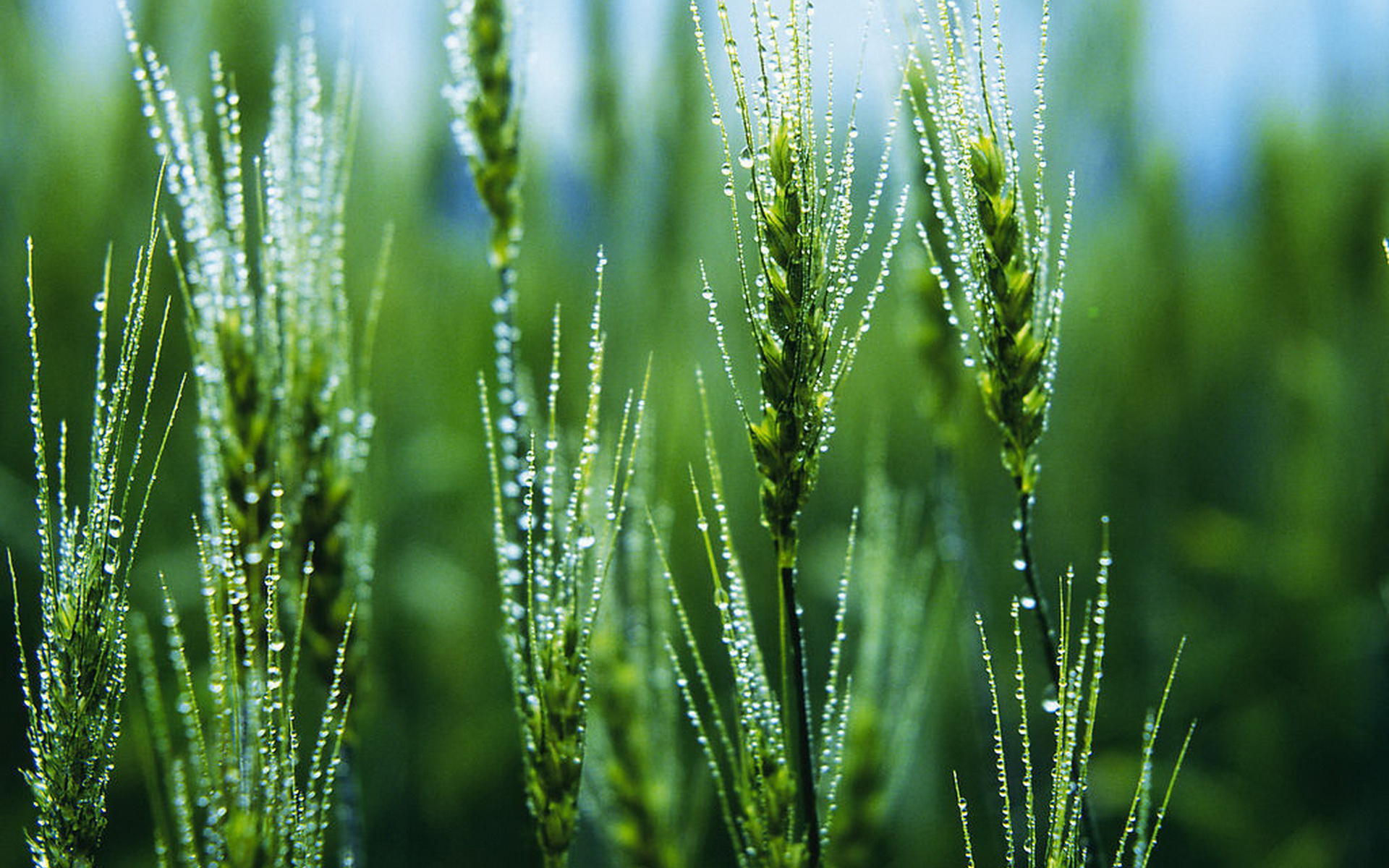 金灿灿的麦穗摄影高清壁纸