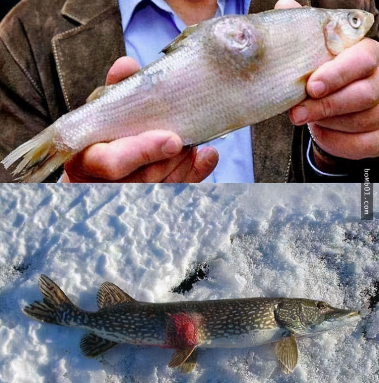 从专业的角度分析日本人把福岛核废水倒在海洋里对人类的影响