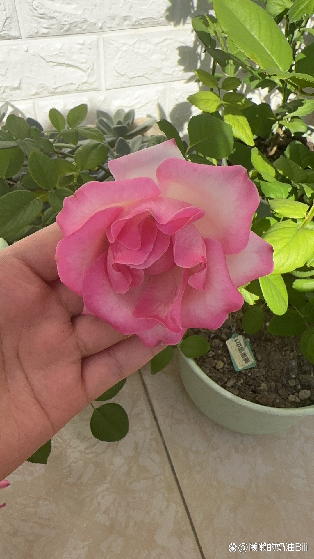 糖果雪山月季  图三刚刚买回来的样子,图四养了半年后 优点:分支好 勤