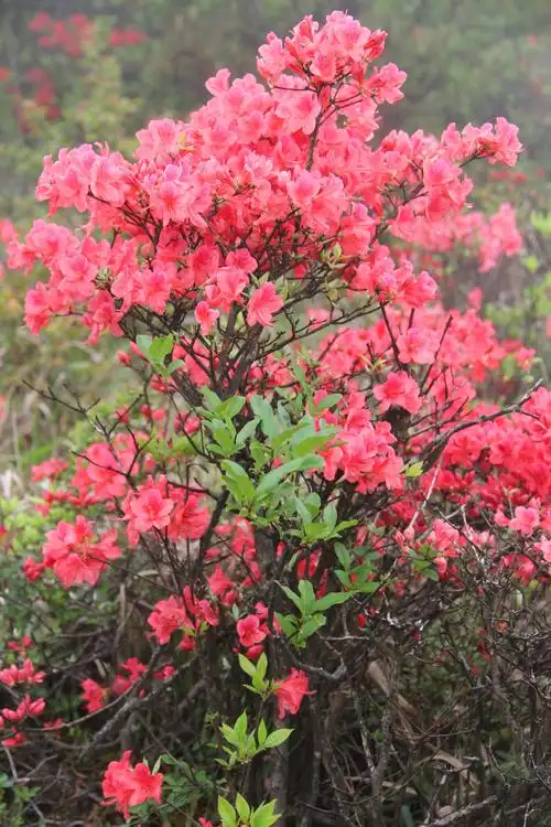 五龙山上映山红
