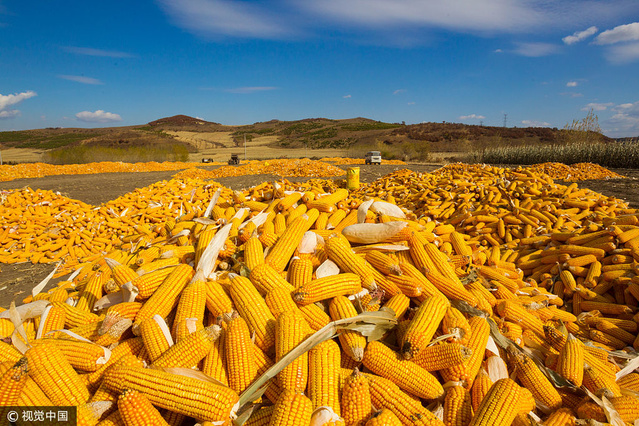 哈尔滨玉米大丰收 满场金灿灿