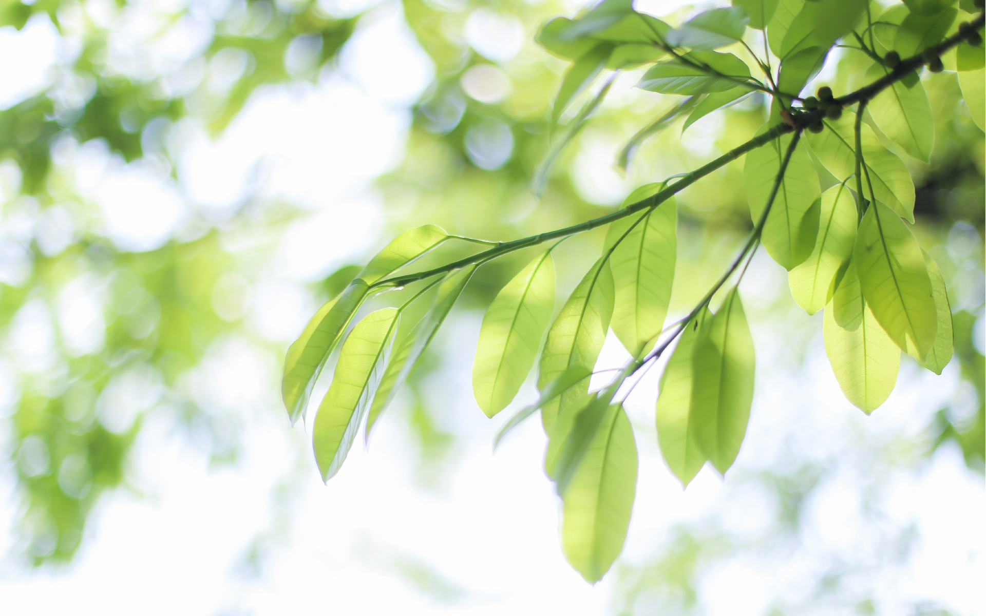 小清新绿色树叶护眼图片桌面壁纸