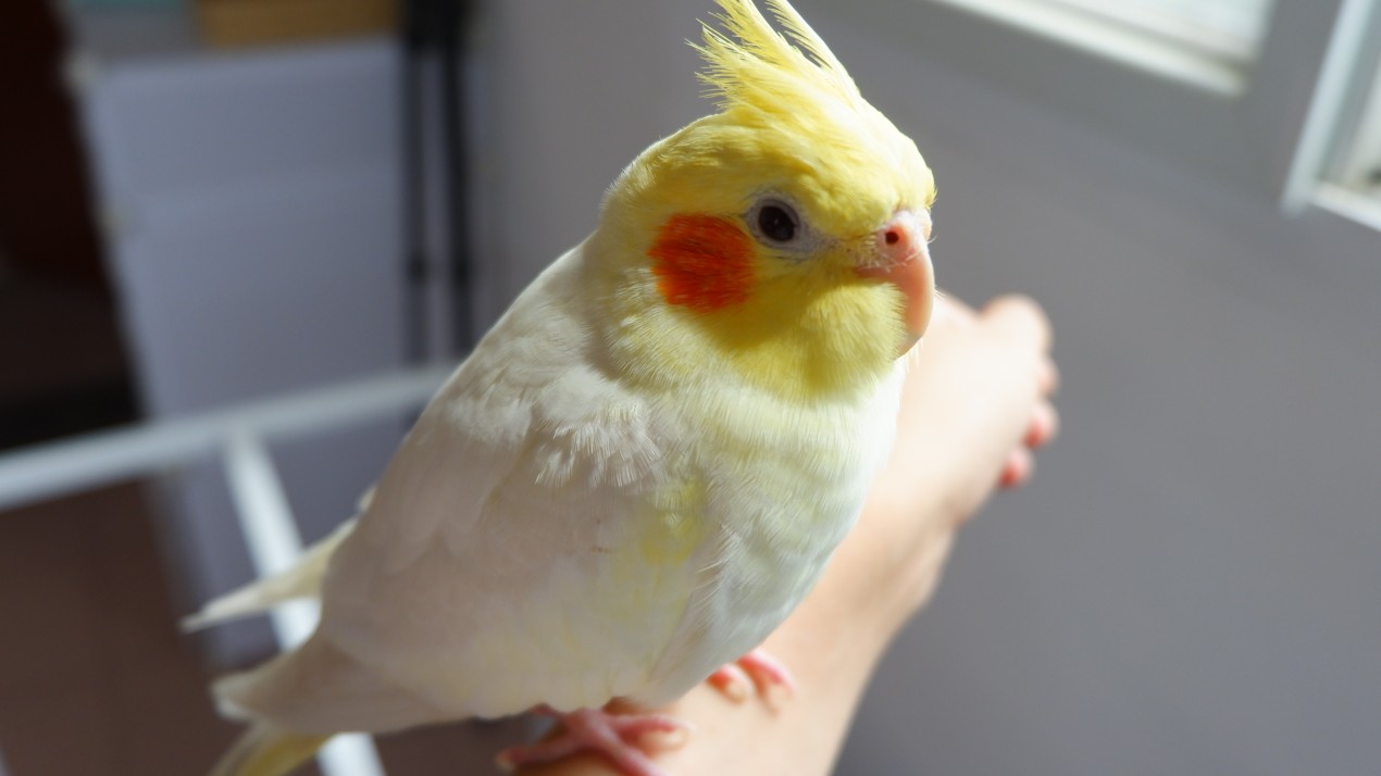 【玄凤鹦鹉】洗完澡晒太阳啦,蓬松的毛球球,最喜欢用脸贴它肚子了.