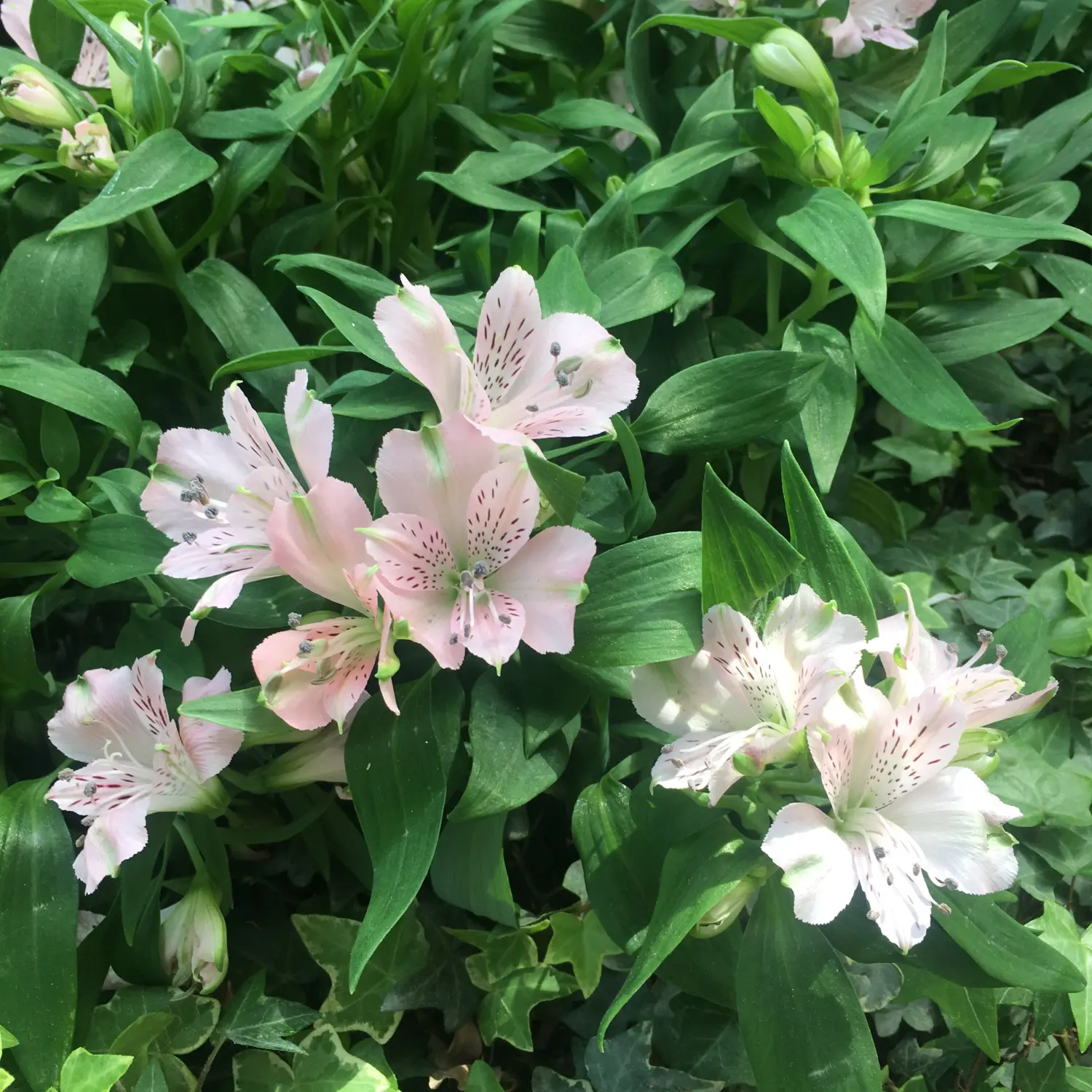 智利百合,也叫六出花.石蒜科.