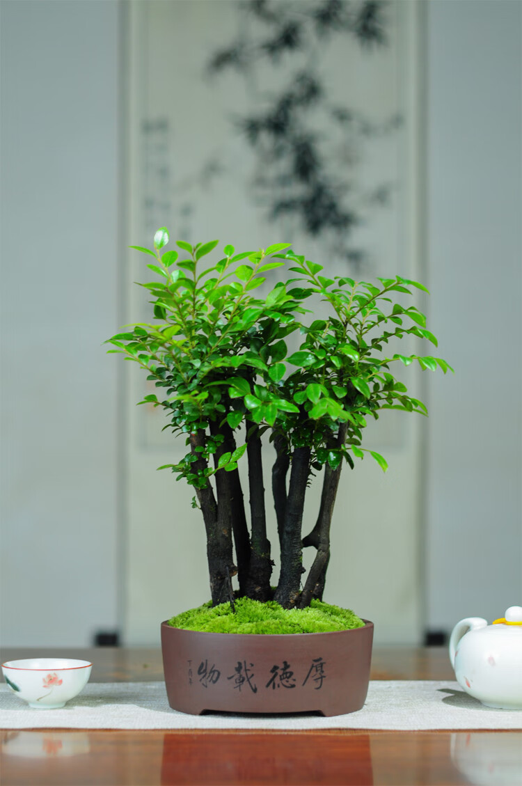 小叶紫檀盆景紫砂绿植四季常青室内茶几办公桌书房客厅黑骨茶盆栽d款