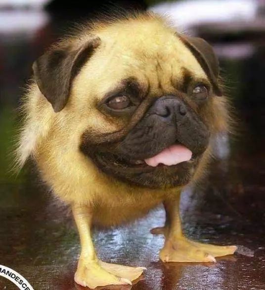 【搞笑】每日一乐:神奇的ps技术