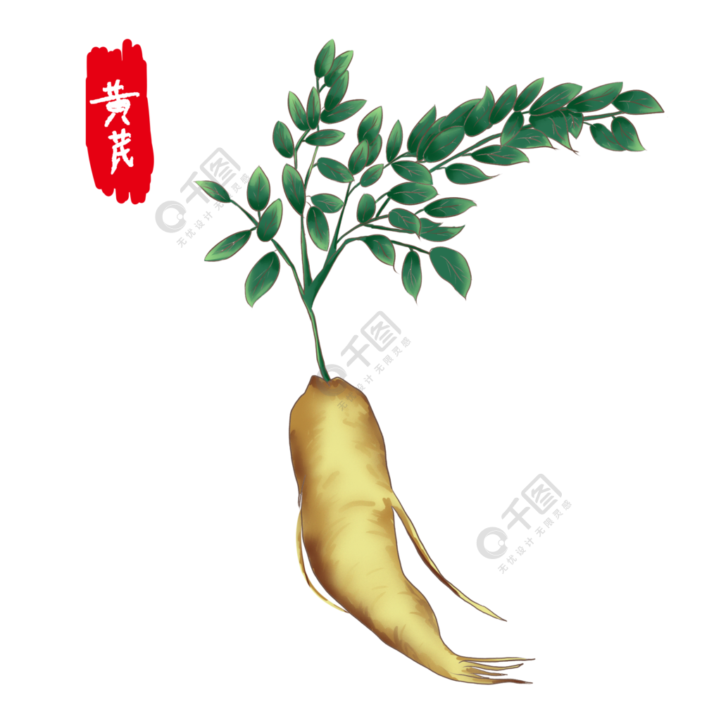 中药草本植物手绘元素黄芪