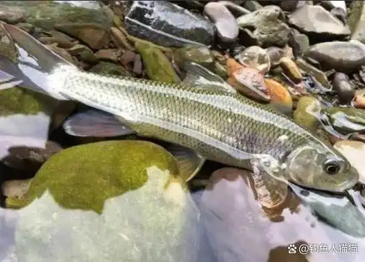 "它是"溪流女王",消失了20年,如今回归,成了"动不得鱼"