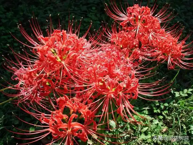 黑色曼陀罗花语和寓意(黑色曼陀罗的花语和寓意)