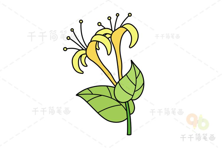 怎么画金银花简笔画