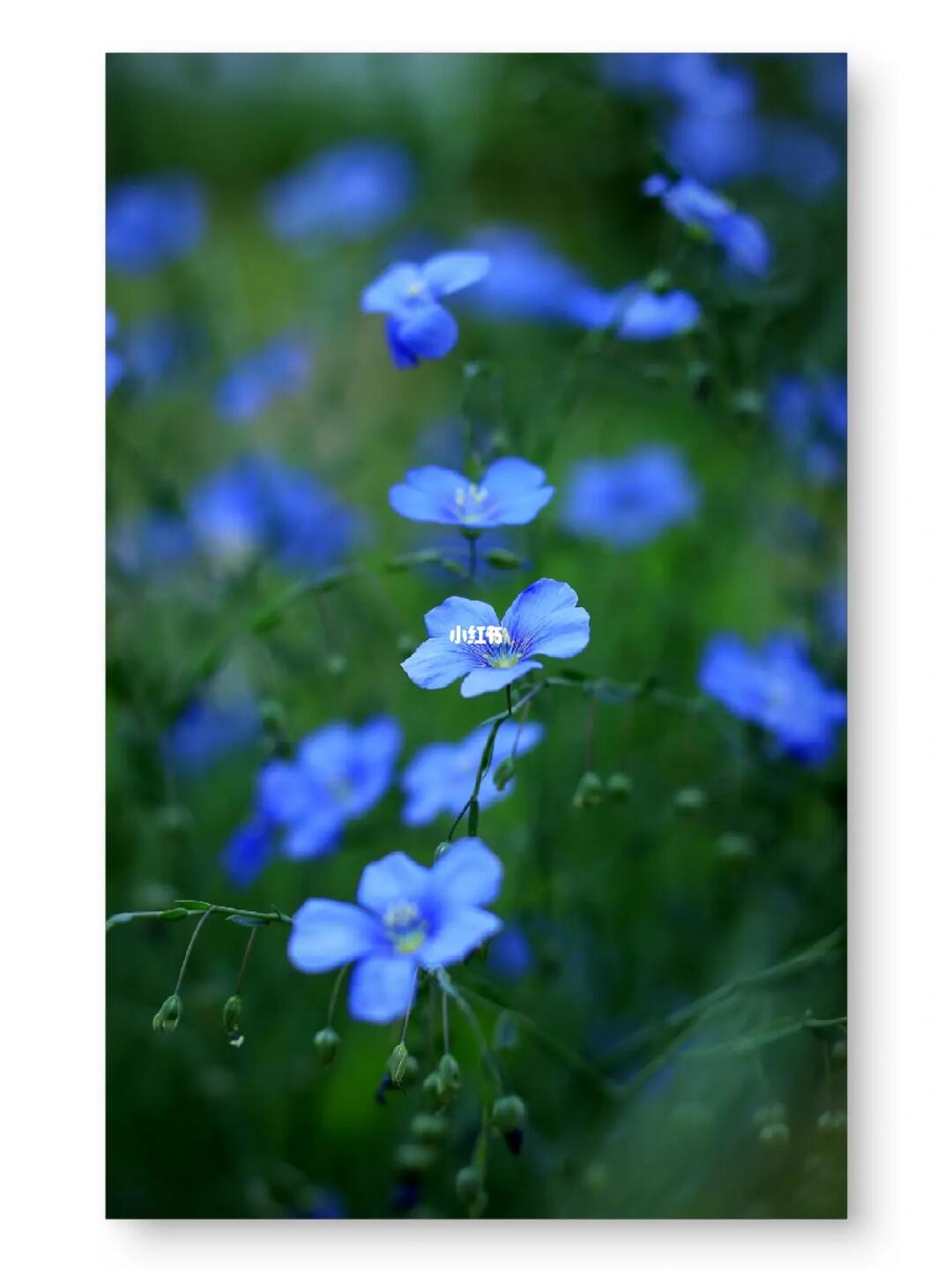 亚麻图片蓝花亚麻亚麻花图片蓝花亚麻花图片大全开蓝花的草本兰花亚麻
