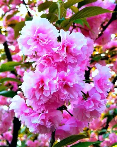 关山樱 总(56) 手机版