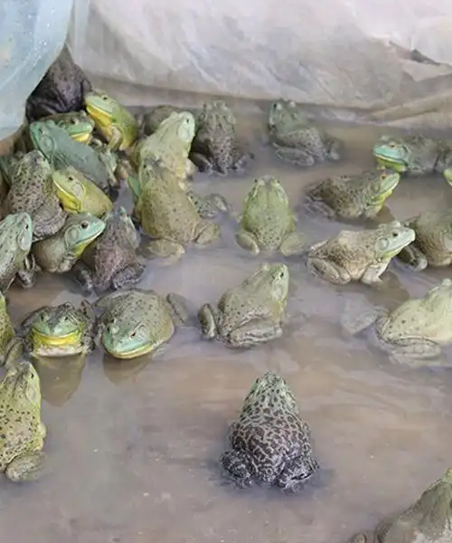 南充美蛙苗市场行情-志勤牛蛙基地