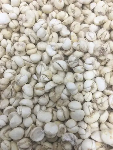 浙贝母 0.9 浙江