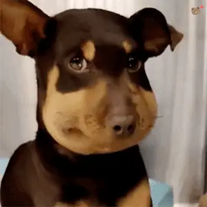 憨憨肿脸狗勾表情包