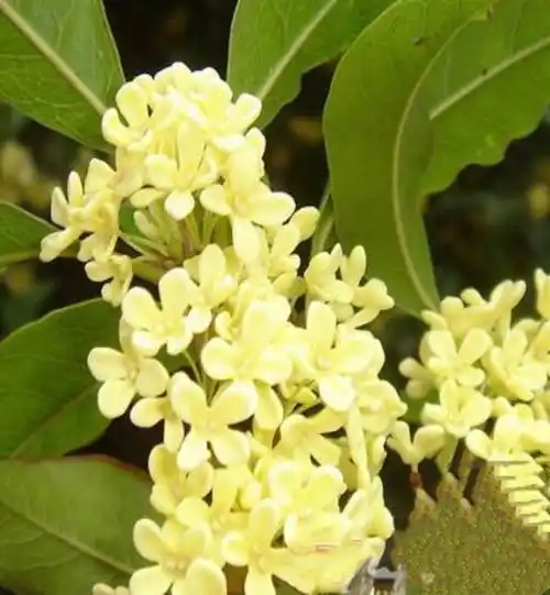 轻闻桂花香,暗思故人容