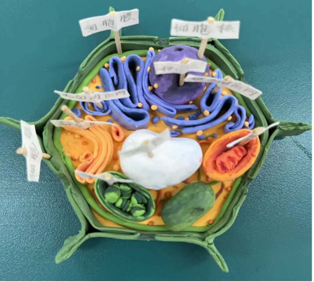 创意模型 巧手"生"物|恩施市第一中学高二年级生物模型制作大赛_作品