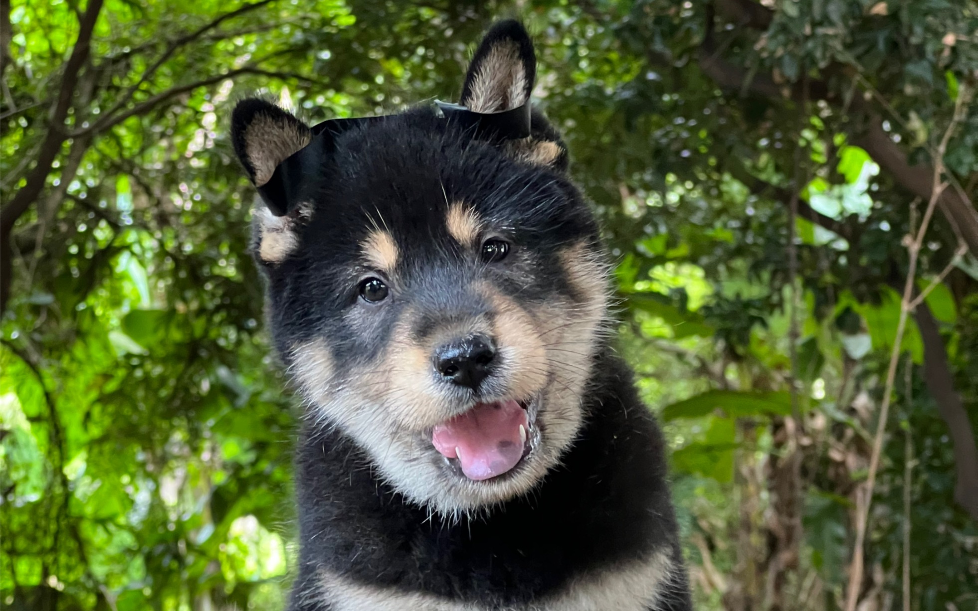 四眼铁包金,蠢萌蠢萌的好可爱,肥肥的脸蛋真想捏一把