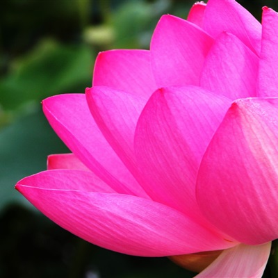 适合妈妈辈中年辈头像荷花写真图片