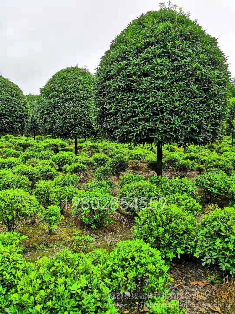 工程绿化桂花树种植季节以及种植技巧,产地桂花批发