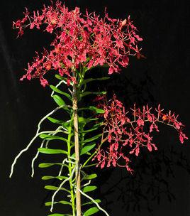 云南发现植物中的"熊猫"火焰兰:全省不足10株