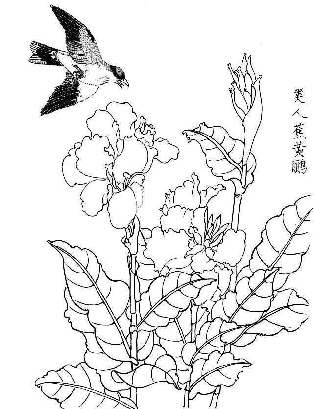 素材一组白描花鸟画稿25图