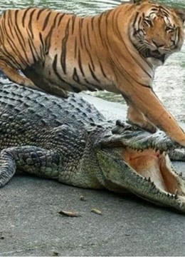 鳄鱼vs老虎,然而再强的鳄鱼那也是鱼,被老虎实力秒杀!