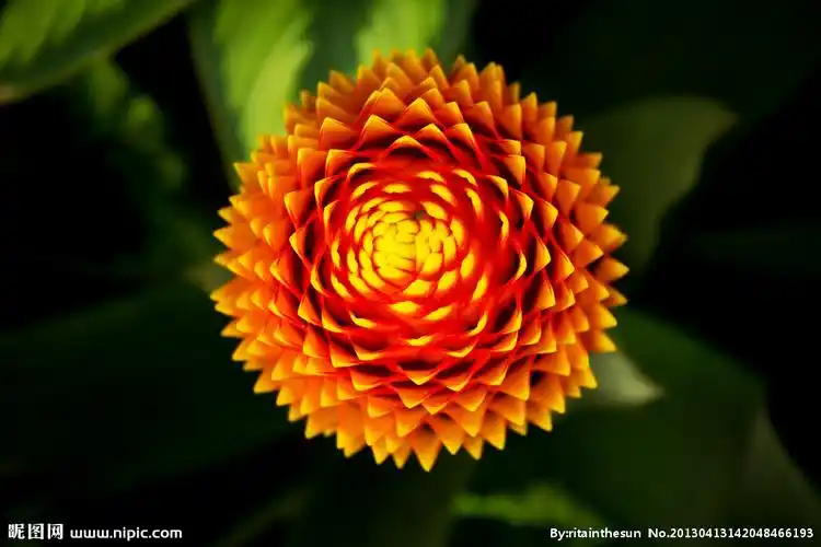 红黄相间植物图片