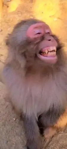 猴子居然笑了,快点来同框?-度小视