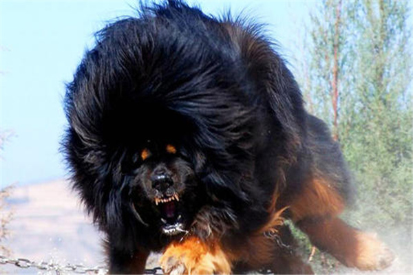 藏獒vs老虎(绝对真实):老虎更强(单只战斗力悬殊)_探秘志