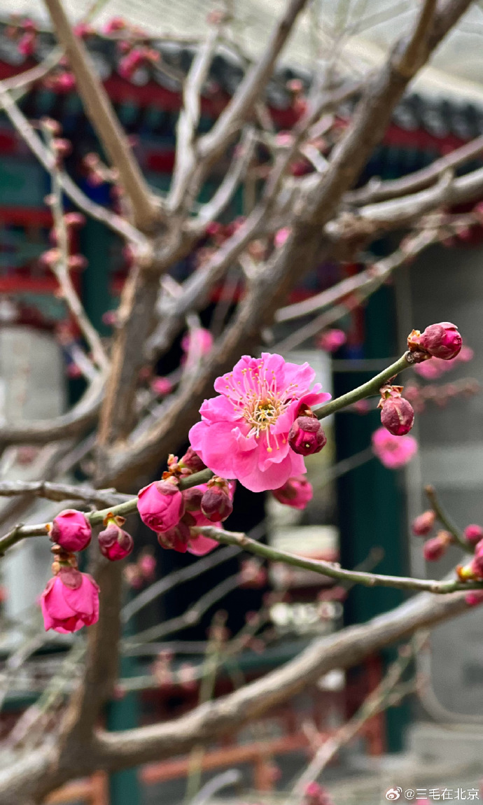 北京的春色#@香山公园致远斋 红梅花开打卡美丽的中国超话北京·香山