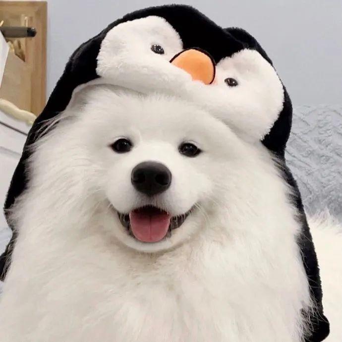 有什么沙雕但very可爱的头像呀? - 知乎